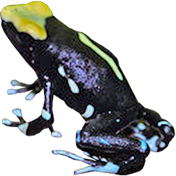 Lemon Drop Dart Frog